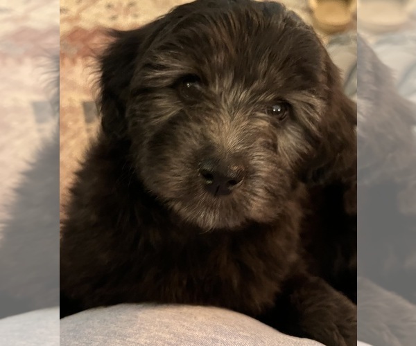 Medium Photo #1 Aussiedoodle Miniature  Puppy For Sale in MEHERRIN, VA, USA