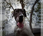 Small #13 Great Dane