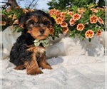 Small #2 Yorkshire Terrier