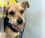 Small Chihuahua Mix