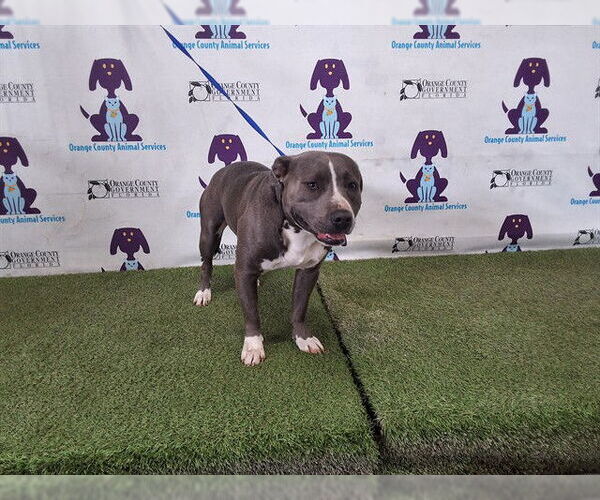 Medium Photo #1 Mutt Puppy For Sale in Orlando, FL, USA