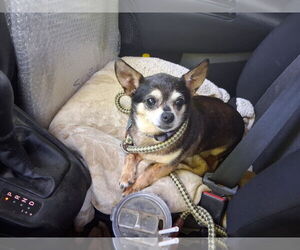 Chihuahua-Unknown Mix Dogs for adoption in Crystal, MN, USA