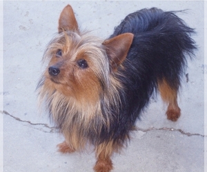 Father of the Yorkshire Terrier puppies born on 05/26/2025