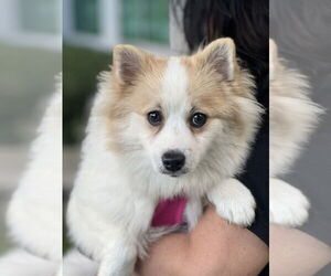 Pomeranian Dogs for adoption in Dana Point, CA, USA