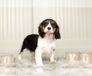 Medium Cavalier King Charles Spaniel