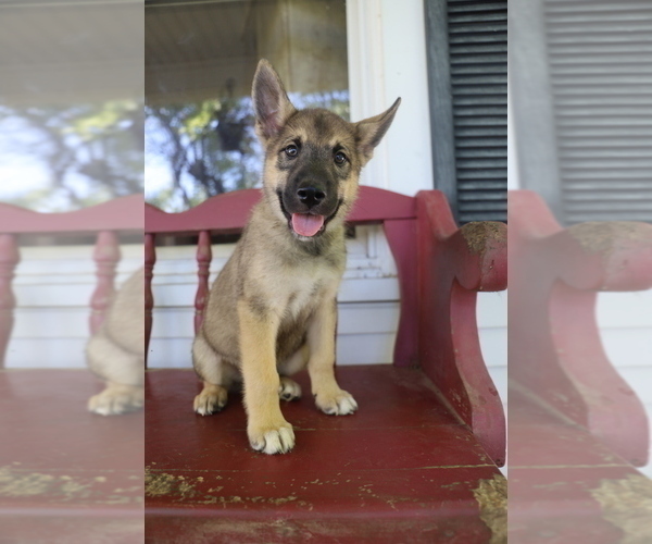 Medium Photo #1 German Shepherd Dog-Siberian Husky Mix Puppy For Sale in PORT ROYAL, PA, USA