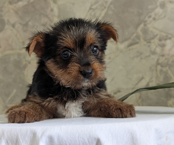 Medium Photo #21 Yorkshire Terrier Puppy For Sale in GOSHEN, IN, USA