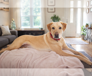 Labrador Retriever-Unknown Mix Dogs for adoption in Holly Springs, NC, USA