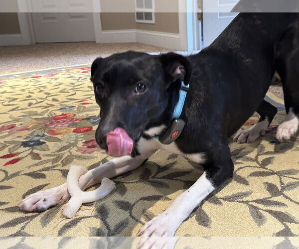 Medium Photo #5 Border Collie-Unknown Mix Puppy For Sale in Harrisburg, PA, USA