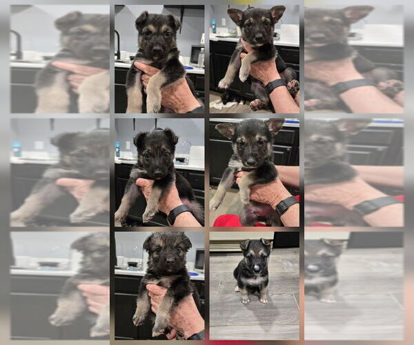 Medium Photo #1 German Shepherd Dog Puppy For Sale in PHOENIX, AZ, USA