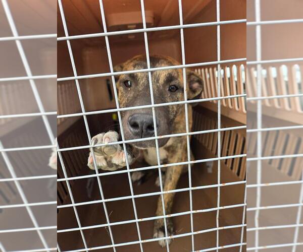 Medium Photo #1 American Pit Bull Terrier-Unknown Mix Puppy For Sale in Calgary, Alberta, Canada