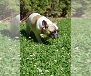 French Bulldog Puppy for sale in BROOKLYN, NY, USA