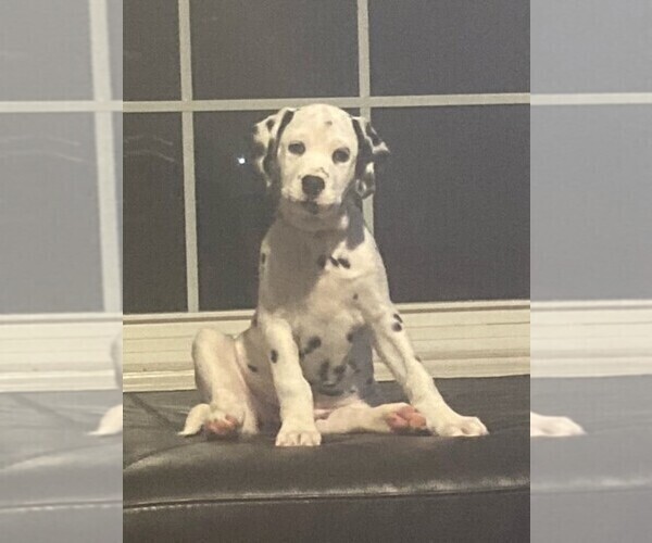 Medium Photo #1 Dalmatian Puppy For Sale in MORROW, OH, USA