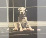 Small Photo #1 Dalmatian Puppy For Sale in MORROW, OH, USA