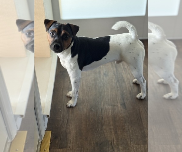 Medium Photo #2 Jack Russell Terrier Puppy For Sale in LYNNWOOD, WA, USA