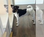 Small #1 Jack Russell Terrier