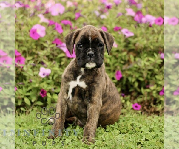 Medium Photo #1 Boxer Puppy For Sale in GORDONVILLE, PA, USA