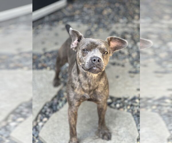 Medium Photo #4 Bulldog-Chihuahua Mix Puppy For Sale in Dana Point, CA, USA