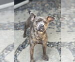 Small #3 Bulldog-Chihuahua Mix