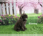 Small #13 Poodle (Toy)