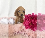 Small Photo #1 Cavalier King Charles Spaniel Puppy For Sale in EL RENO, OK, USA