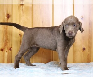 Labrador Retriever Puppy for sale in FREDERICKSBG, OH, USA