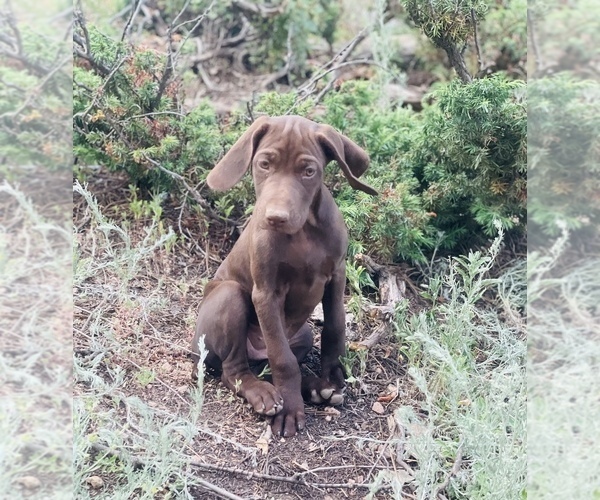 Medium Photo #31 German Shorthaired Pointer Puppy For Sale in DENVER, CO, USA