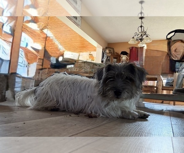 Medium Photo #1 Jack Russell Terrier Puppy For Sale in FREEMAN, MO, USA