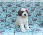 Small #3 Cavapoo
