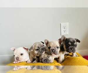 French Bulldog Litter for sale in MADISON HEIGHTS, VA, USA