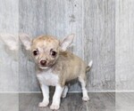 Small #5 Chihuahua