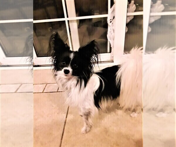 Medium Photo #1 Papillon Puppy For Sale in CHEYENNE, WY, USA