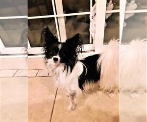 Father of the Papillon puppies born on 03/14/2025