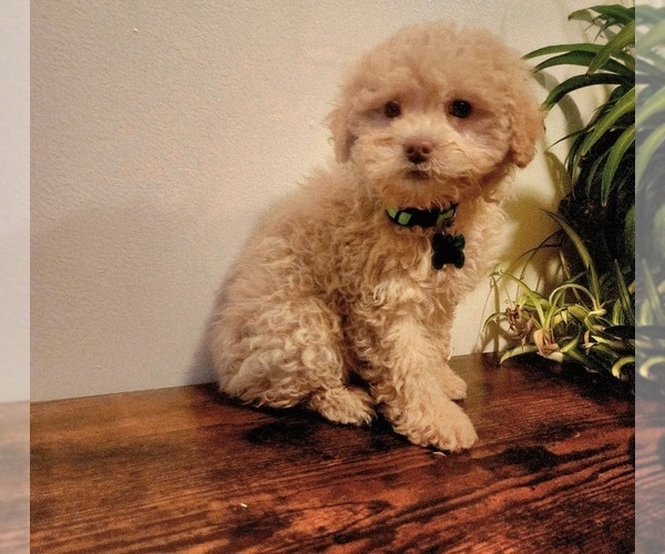 Medium Photo #3 Poodle (Miniature)-Poodle (Toy) Mix Puppy For Sale in INDIANAPOLIS, IN, USA