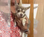 Small #7 Chihuahua Mix