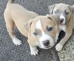 Puppy Beanz American Bully