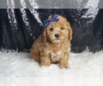 Small #1 Goldendoodle (Miniature)