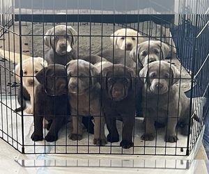 Labrador Retriever Puppy for Sale in VACAVILLE, California USA