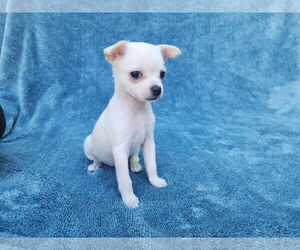 Chihuahua-Unknown Mix Dogs for adoption in San Francisco, CA, USA