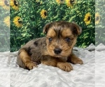 Small #7 Shorkie Tzu