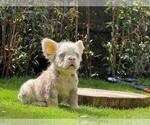 Small #3 French Bulldog