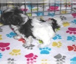 Small #9 Maltipoo