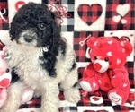 Puppy Azazel Goldendoodle