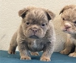 Small Photo #1 English Bulldog Puppy For Sale in SAVANNAH, GA, USA