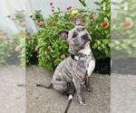 Small American Staffordshire Terrier Mix