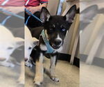 Small Siberian Husky Mix