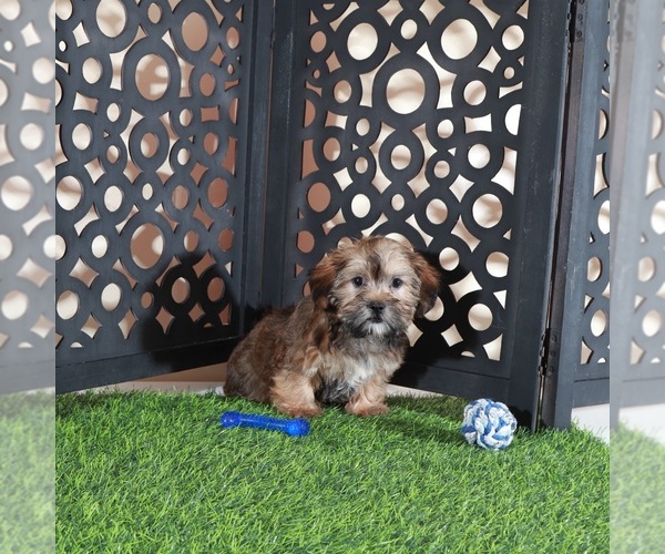 Medium Photo #2 Shorkie Tzu Puppy For Sale in MOUNT VERNON, OH, USA