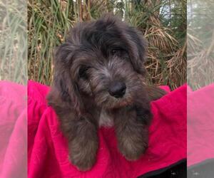 Aussiedoodle Puppy for sale in PALATKA, FL, USA