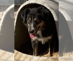 Mother of the Miniature Australian Shepherd puppies born on 12/28/2024