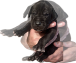 Small #1 Great Dane
